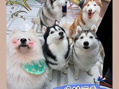 -星多哈·狗咖·拼豆·咖啡