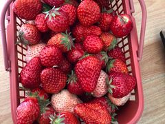 -胜丰草莓采摘园