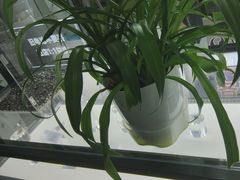 -自然之声助听器·呼吸机(公园路店)