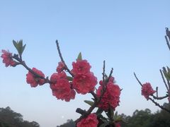 -南国桃园旅游度假区