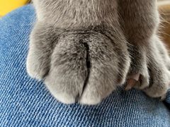 -Catmate·猫肥家润(金润铂宫店)