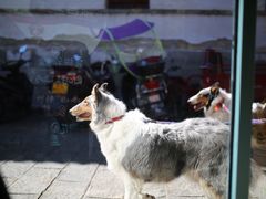 -喵屿·大理花园猫咖