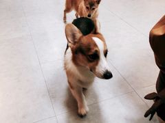 -汪说·狗咖(旺城大厦店)