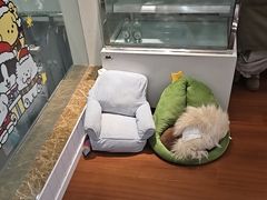 -汪说·狗咖·拼豆·宠物周边DIY(旺城大厦店)