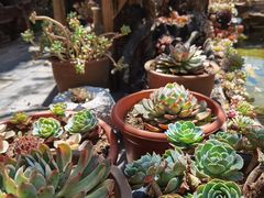 -炊烟餐厅