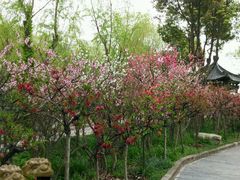 -南汇桃花村