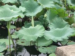 -七的湖·晚芳亭·阳澄湖农家菜·大闸蟹(莲花岛店)