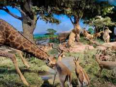 -国家自然博物馆