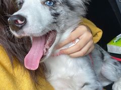 -爱牧宠物医院·猫专科·骨科·内窥镜(甪直店)