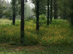 -黄海国家森林公园