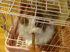 -藦茜花园宠物主题亲子互动体验馆(国顺东路店)