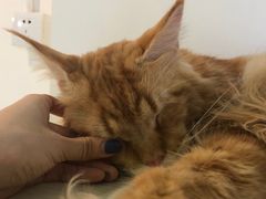 -Heymao猫咖.咖啡厅(东门店)