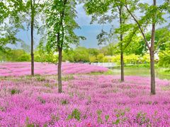 -花开海上生态园