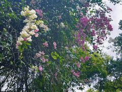 -深圳国际园林花卉博览园