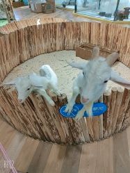 -七巧国萌宠乐园(龙湖天街店)