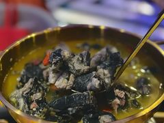 -Darling Queen·Mini·Live·House