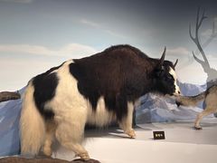 -陕西自然博物馆