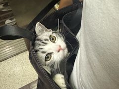 -中农国际动物医院24小时·猫科·骨科·急重症中心
