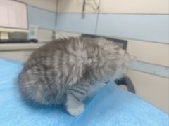 -中农国际动物医院24小时·猫科·骨科·急重症中心