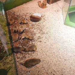 -未来动物城动物主题公园(大悦城店)