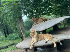 -北京野生动物园
