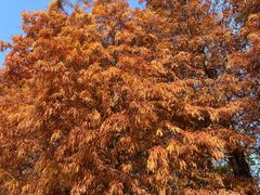 -上海园林（集团）有限公司总部办公楼