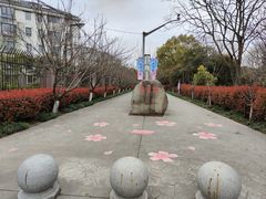 -高东镇樱花园