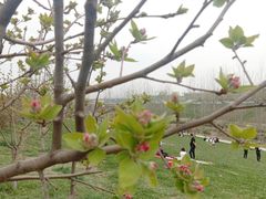 -洨河生态公园