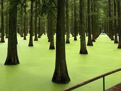-渌洋湖湿地公园