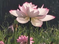 -东升八家郊野公园