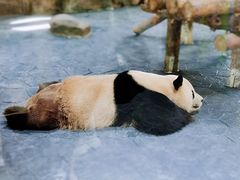 -上海野生动物园
