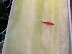 功夫青笋片-大隐·成都火锅Bistro(合生麒麟新天地店)