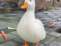 -常州淹城野生动物世界