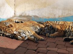 -大连森林动物园