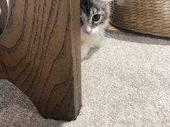 -瞄一喵猫咖(格力海岸店)