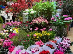 -双季花艺园艺市场(浦东店)