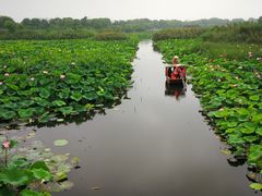 -荷塘月色湿地公园·向阳花洲
