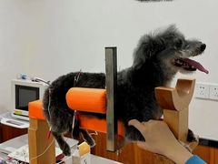 -派联宠物医院·24h·CT·异宠