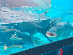 -全乐鱼馆·淳牌有机鱼直营店