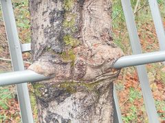 -福道