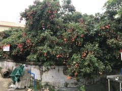 -英姐农家乐