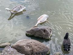 -上海野生动物园