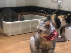 -猫色咖啡·猫咖