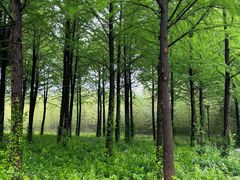 -黄海国家森林公园