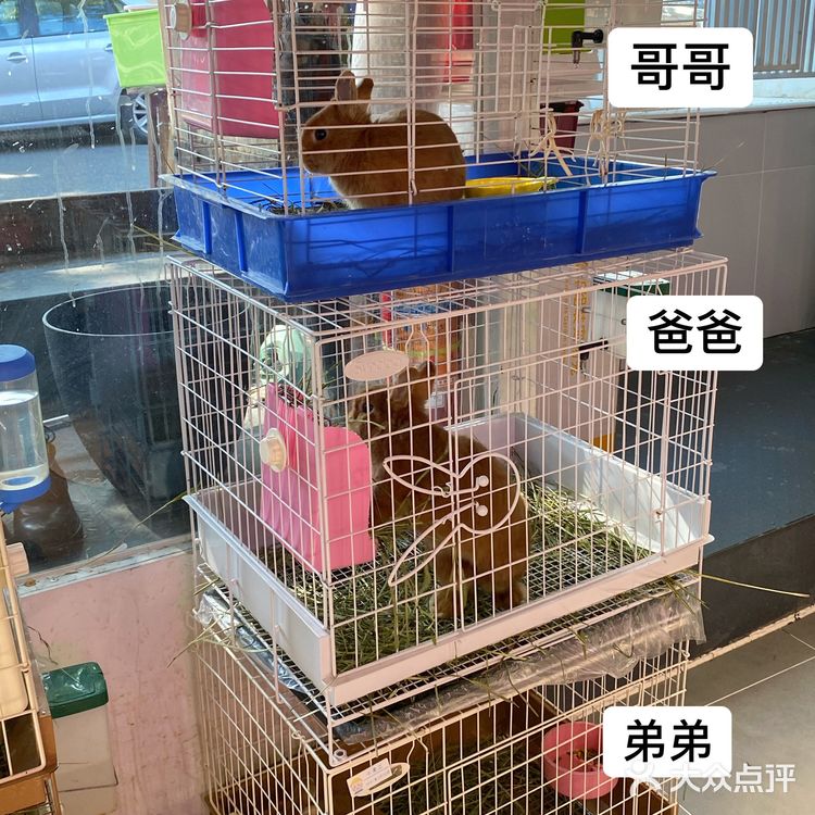 北京探店｜在后海街边遛兔子🐰