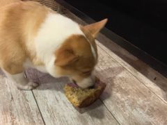 -百好乐宠物友好餐厅(朝外大街店)