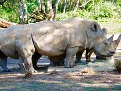 -奥兰多迪士尼动物王国乐园
