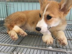 -纳吉亚猫专科动物医院博雅分院