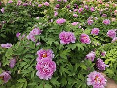 -石家庄市植物园
