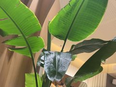 -Bco豆库(星耀天地店)